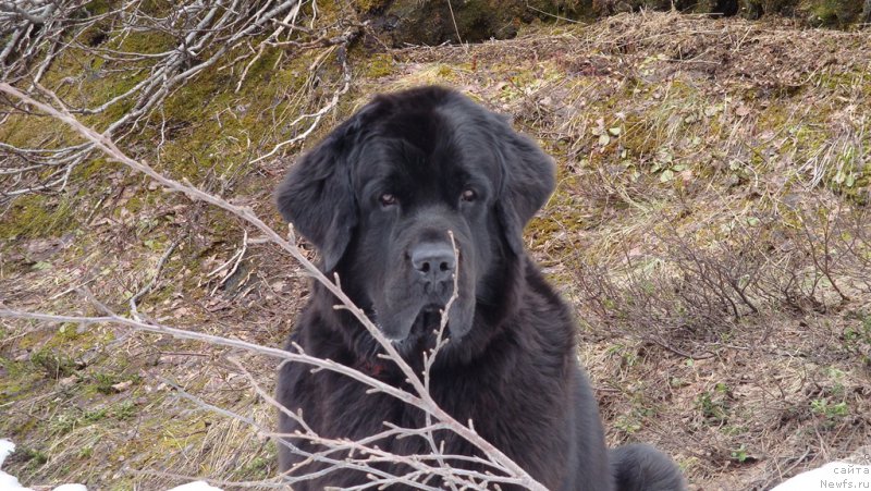 Фото: ньюфаундленд Питерньюф Нота Бене (Piternyuf Nota Bene)