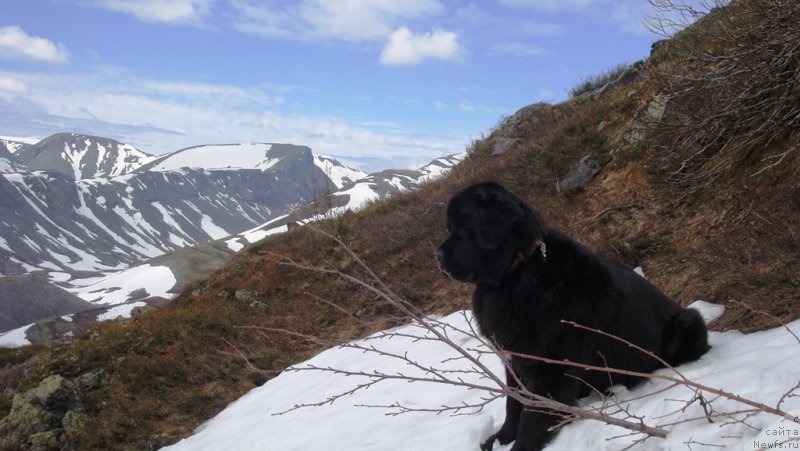 Фото: ньюфаундленд Питерньюф Нота Бене (Piternyuf Nota Bene)