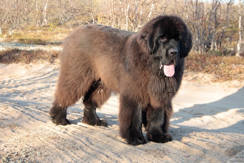 Фото: ньюфаундленд King of Helluland You Shock Me