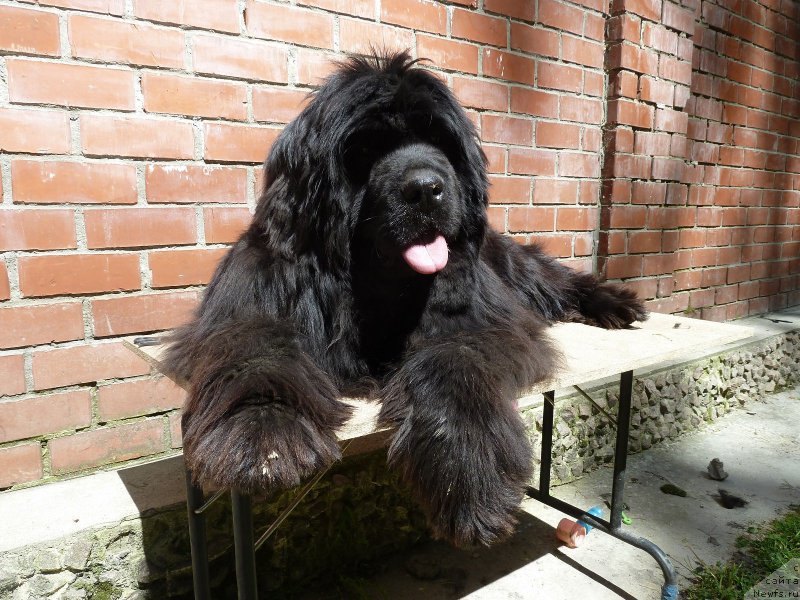 Фото: ньюфаундленд Супер Премиум Италия