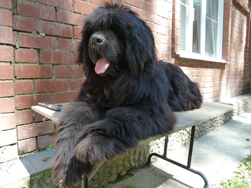 Фото: ньюфаундленд Супер Премиум Италия