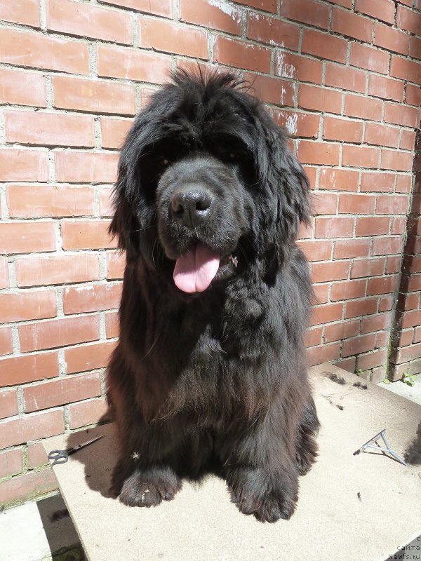 Фото: ньюфаундленд Супер Премиум Италия