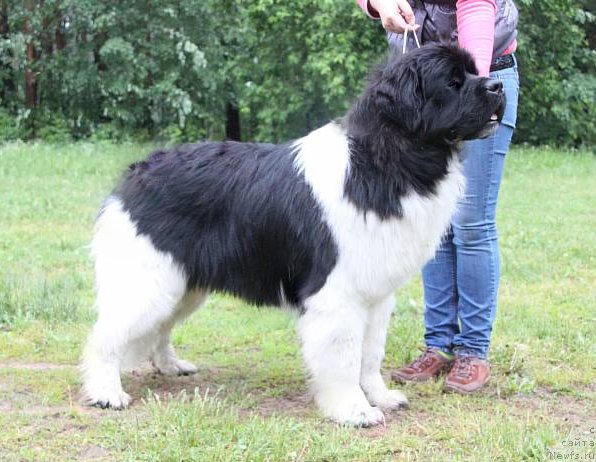 Фотография № 156374