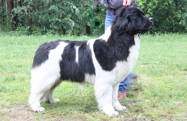 Фото: ньюфаундленд Аквиан Сонг Кисс Фром Роуз (Akvian Song Kiss from Rouz)