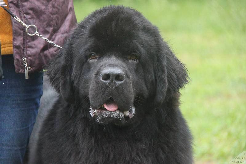 Фото: ньюфаундленд Дар Свезы Стэндс Ту Реасон (Dar Svezy Stands to Reason)