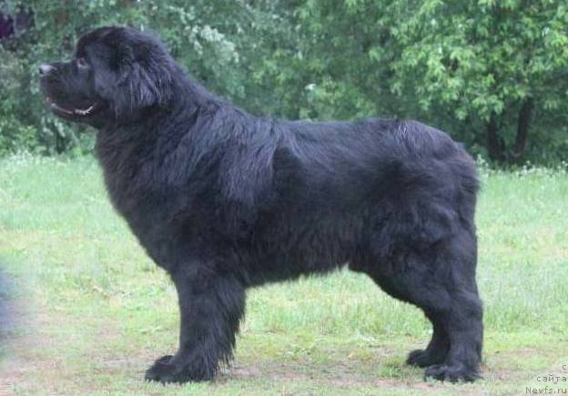 Фото: ньюфаундленд Дар Свезы Стэндс Ту Реасон (Dar Svezy Stands to Reason)