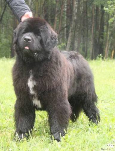 Фото: ньюфаундленд Моон Броок Белив Ин Ангел