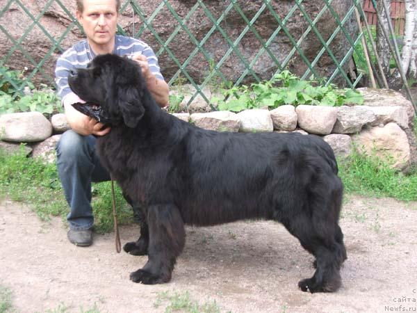 Фото: ньюфаундленд Плюшевая Панда Бархатная Роза (Plushevaya Panda Barhatnaya Roza)