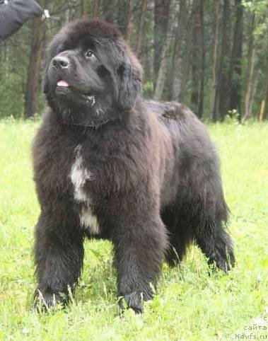 Фотография № 156380