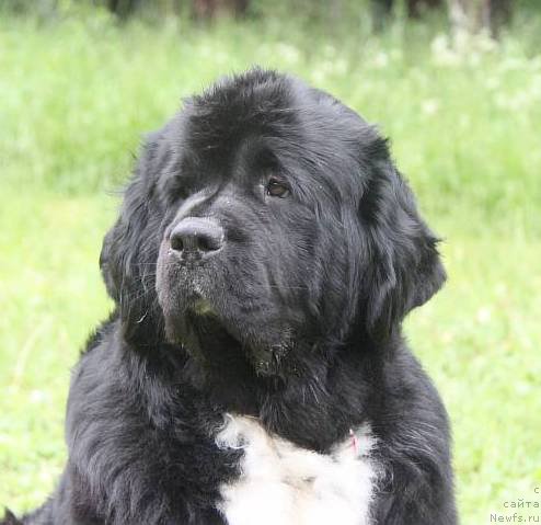 Фото: ньюфаундленд Икона Стиля