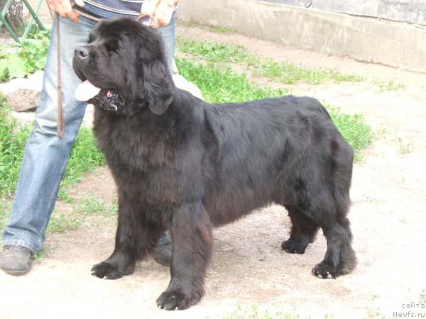 Фото: ньюфаундленд Плюшевая Панда Бархатная Роза (Plushevaya Panda Barhatnaya Roza)