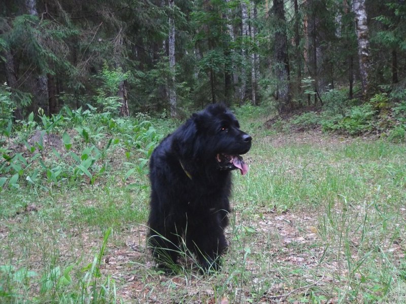 Фотография № 156407