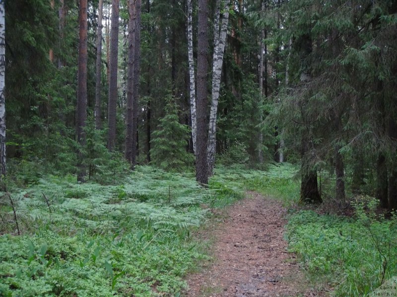 Фотография № 156408