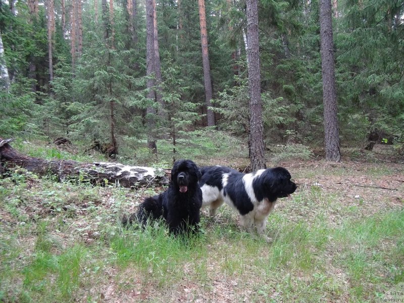 Фотография № 156410