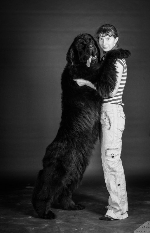 Фото: ньюфаундленд Черная Мафия Муст Хаве (Chernaya Mafia Must Have)