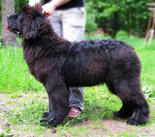 Фото: ньюфаундленд Смигар Ток ов Соул (Smigar Talk of Soul)