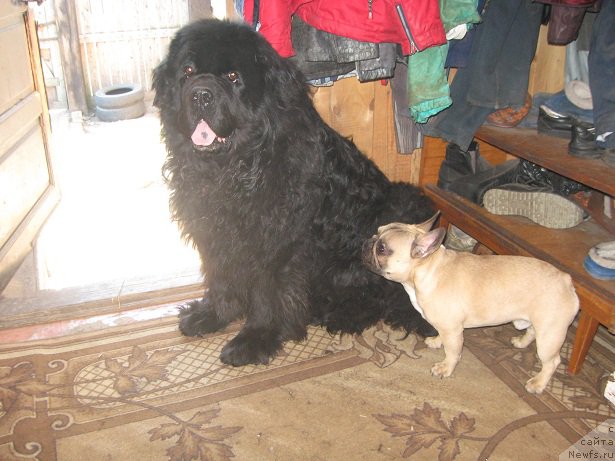 Фото: ньюфаундленд Царевич Славный из Медвежьего Яра (Tsarevich Slavny iz Medvejyego Yara)