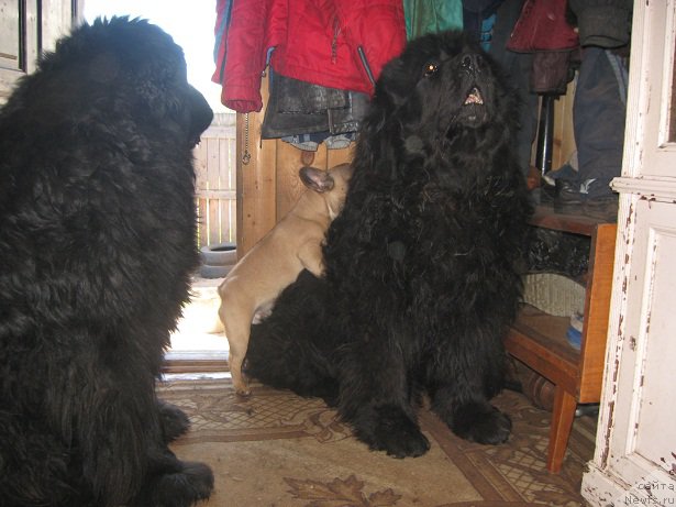 Фото: ньюфаундленд Царевич Славный из Медвежьего Яра (Tsarevich Slavny iz Medvejyego Yara), ньюфаундленд Южный Шарм из Медвежьего Яра (Yuzhny Sharm iz Medvejyego Yara)