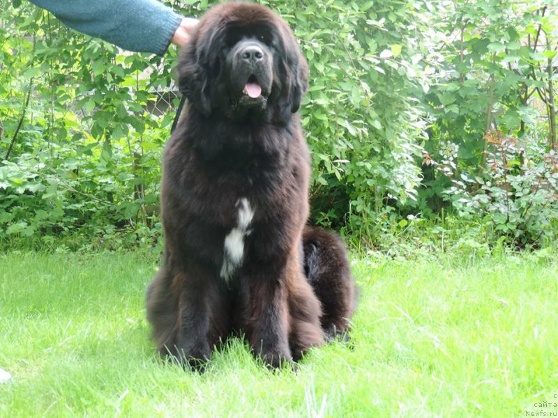 Фото: ньюфаундленд Смигар Лав Стори (Smigar Love Story)