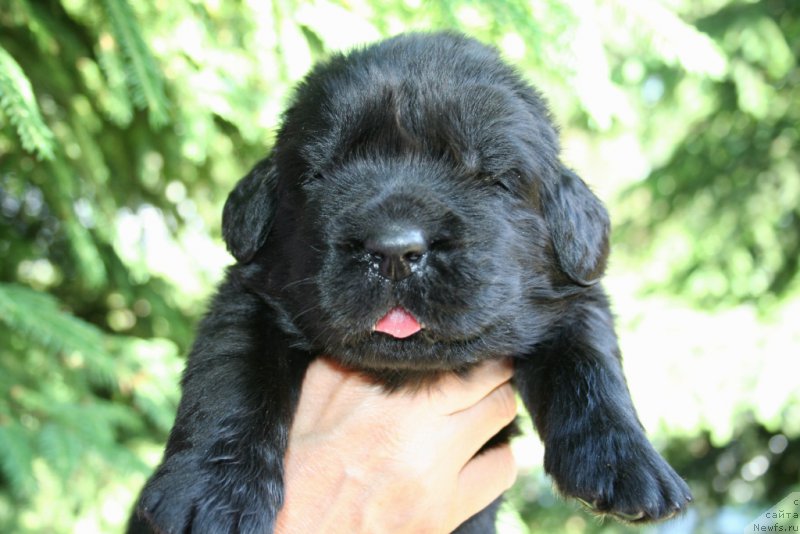 Фото: ньюфаундленд Черная Мафия Шапе оф му Хеарт (Chernaya Mafia Shape of my Heart)