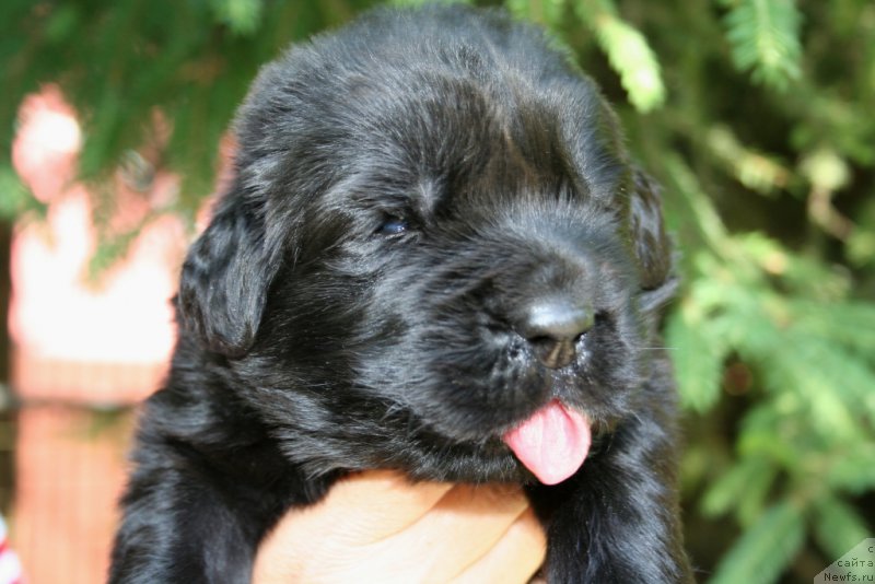 Фото: ньюфаундленд Черная Мафия Шапе оф му Хеарт (Chernaya Mafia Shape of my Heart)