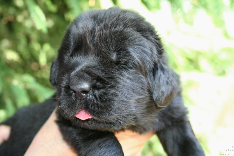 Фотография № 156425