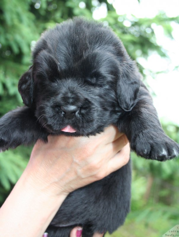 Фотография № 156427