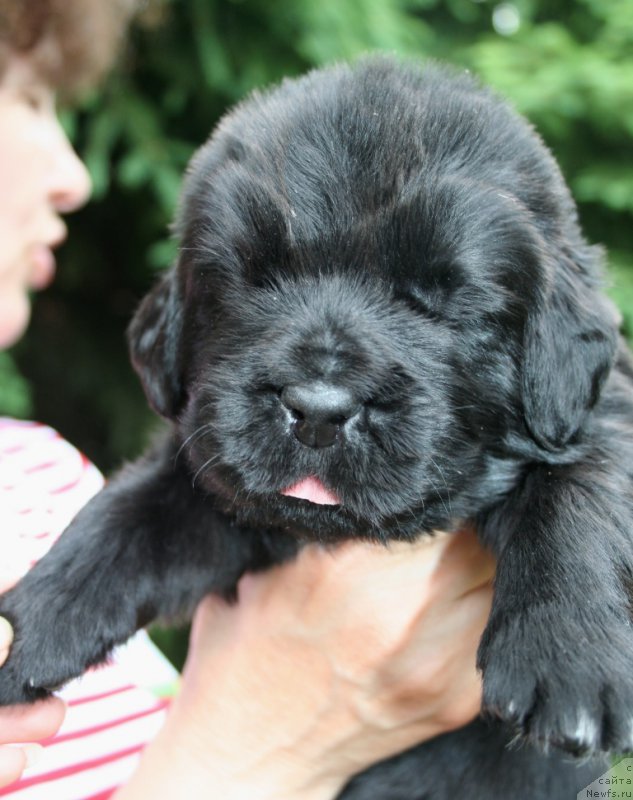 Фотография № 156428