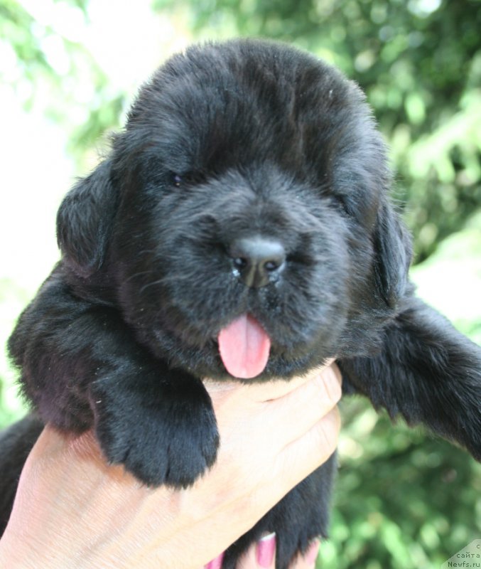 Фотография № 156430