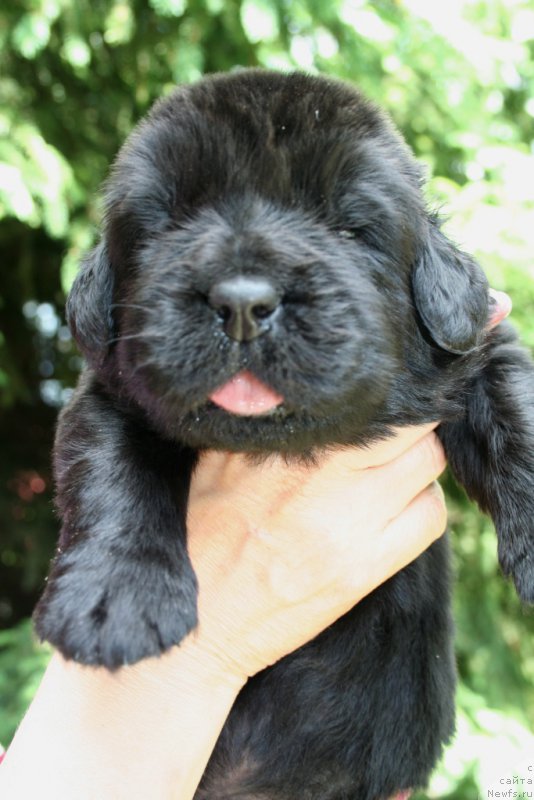 Фотография № 156432