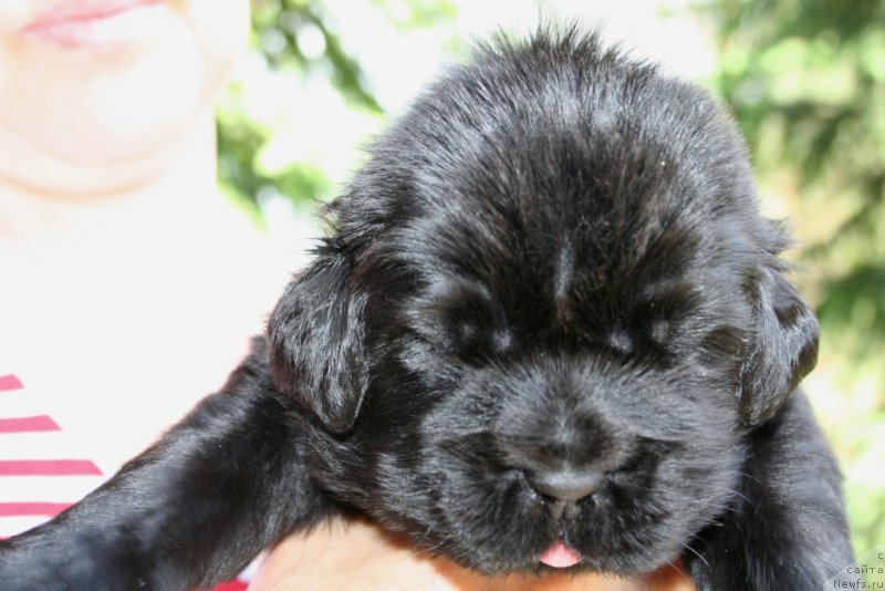 Фотография № 156435