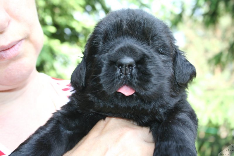 Фотография № 156436