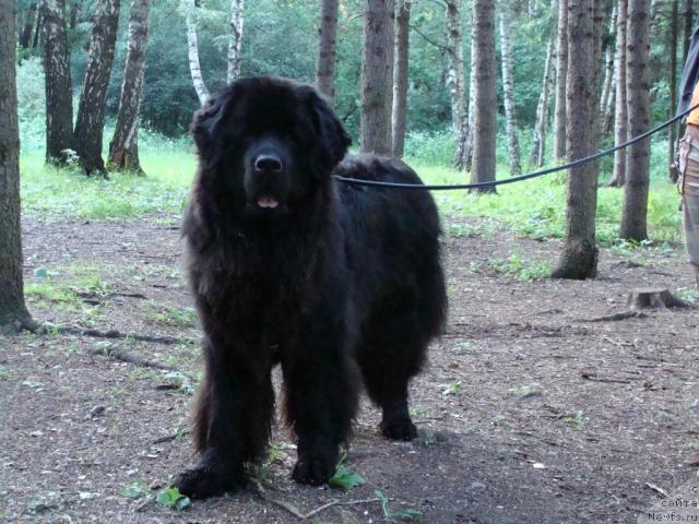 Фото: ньюфаундленд Челенджер