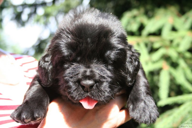 Фото: ньюфаундленд Черная Мафия Шорт анд Свеет (Chernaya Mafia Short and Sweet)