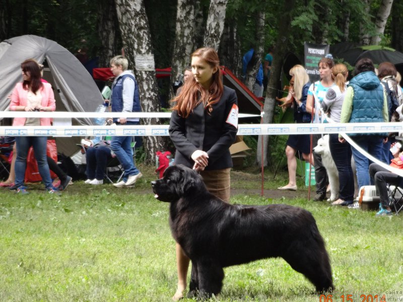 Фото: ньюфаундленд Черный Чанк с Берега Дона (Chernyj Chank s Berega Dona)