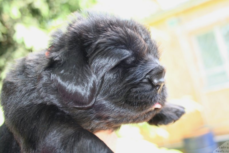 Фото: ньюфаундленд Черная Мафия Ше ис а Ладу (Chernaya Mafia She is a Lady)