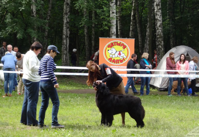 Фото: ньюфаундленд Черный Чанк с Берега Дона (Chernyj Chank s Berega Dona)