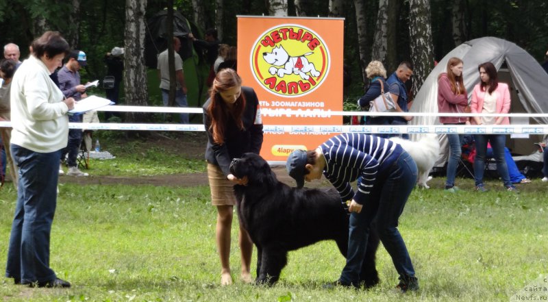 Фото: ньюфаундленд Черный Чанк с Берега Дона (Chernyj Chank s Berega Dona)