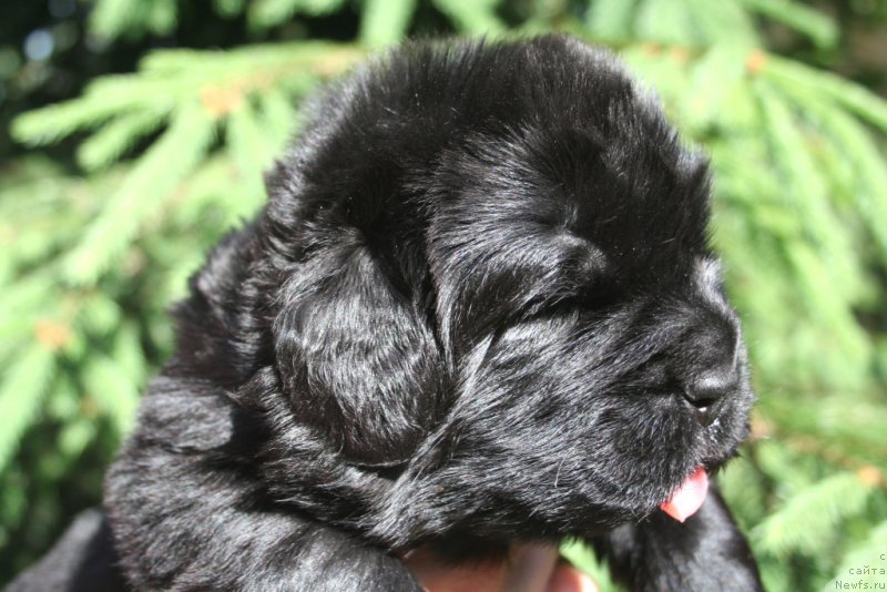 Фото: ньюфаундленд Черная Мафия Шенген Виза (Chernaya Mafia Shengen Visa)