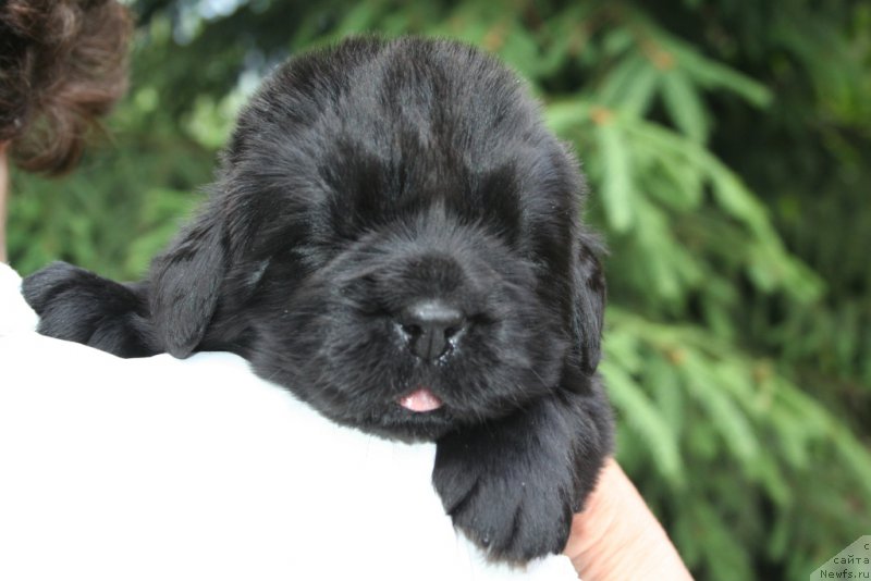 Фото: ньюфаундленд Черная Мафия Шенген Виза (Chernaya Mafia Shengen Visa)