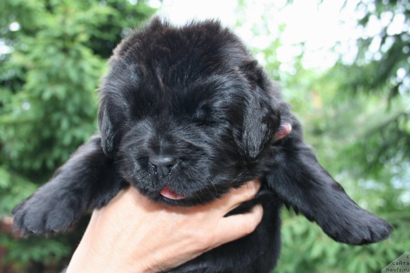 Фото: ньюфаундленд Черная Мафия Шенген Виза (Chernaya Mafia Shengen Visa)