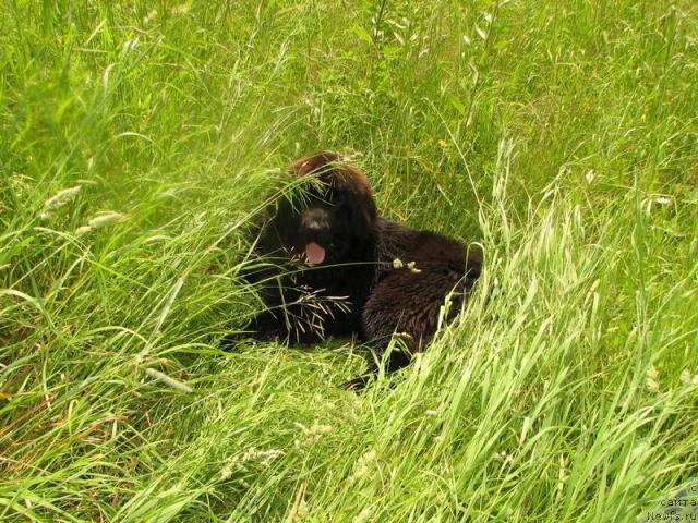 Фото: ньюфаундленд Любимая Моя с Берега Дона (Lubimaya Moya s Berega Dona)