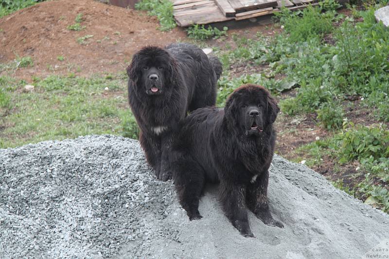 Фото: ньюфаундленд Аквиан Сонг Ларс Бергер (Akvian Song Lars Berger), ньюфаундленд Аквиан Сонг Лаватера (Akvian Song Lavatera)
