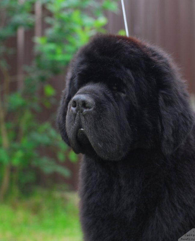 Фотография № 156485