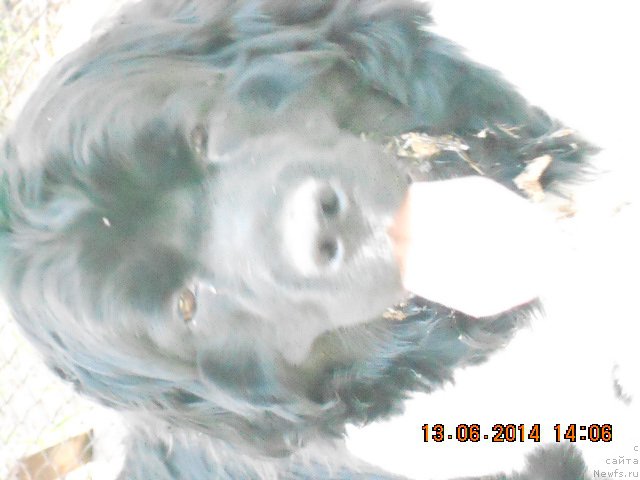 Фото: ньюфаундленд Фиаметтахауз Садира, Жанна Лазерсон