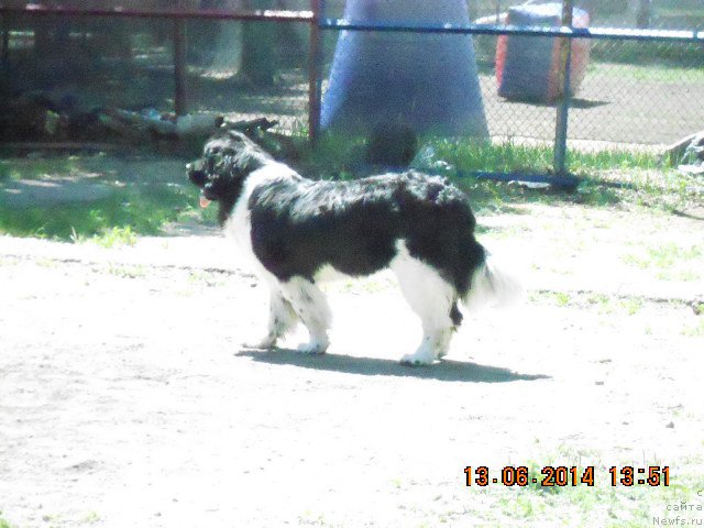 Фото: ньюфаундленд Фиаметтахауз Садира