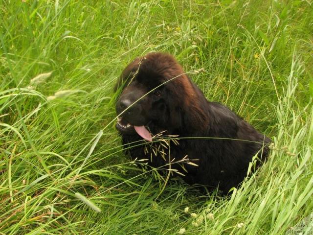 Фото: ньюфаундленд Любимая Моя с Берега Дона (Lubimaya Moya s Berega Dona)