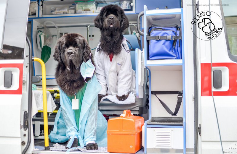Фото: ньюфаундленд Смигар Ливерпульский Четвертак (Smigar Liverpulsiy Chetvertak), ньюфаундленд Питерньюф Монт Бланк (Piternyuf Mont Blanc)