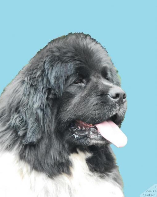 Фото: ньюфаундленд Восходящая Звезда (Voshodyashaya Zvezda)