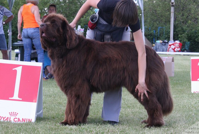 Фото: ньюфаундленд Император из Царства Медведей (Imperator iz Tsarstva Medvedey)